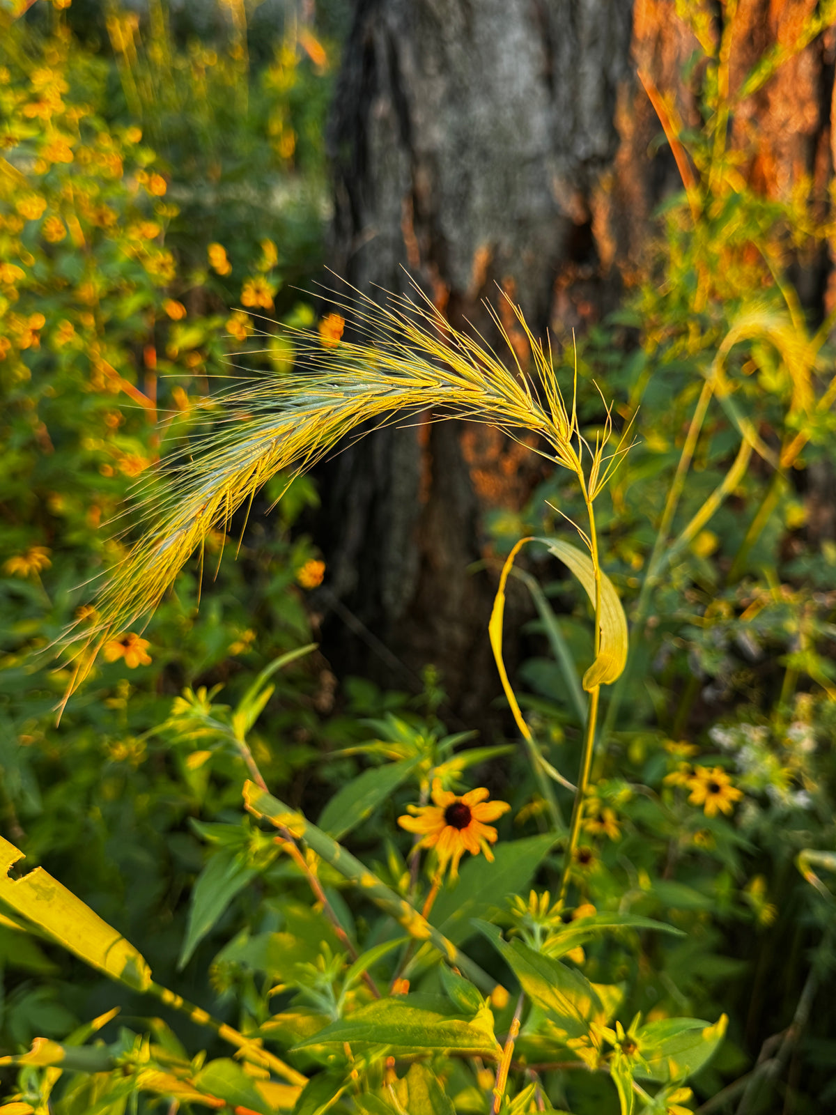 Canada Wild Rye (Elymus Canadensis)