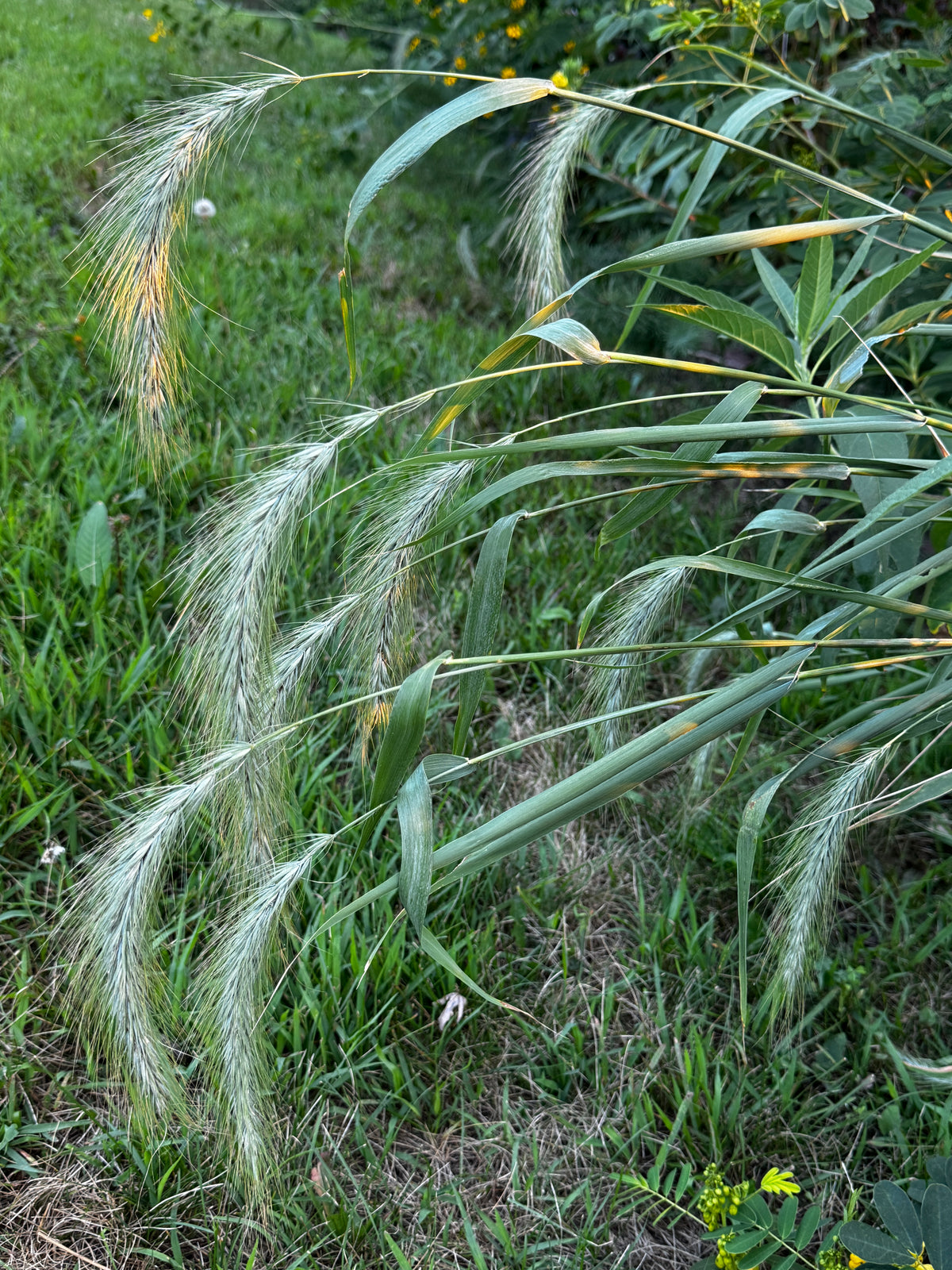 Canada Wild Rye (Elymus Canadensis)