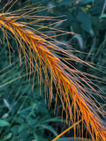 Silky Wild Rye (Elymus Villosus)