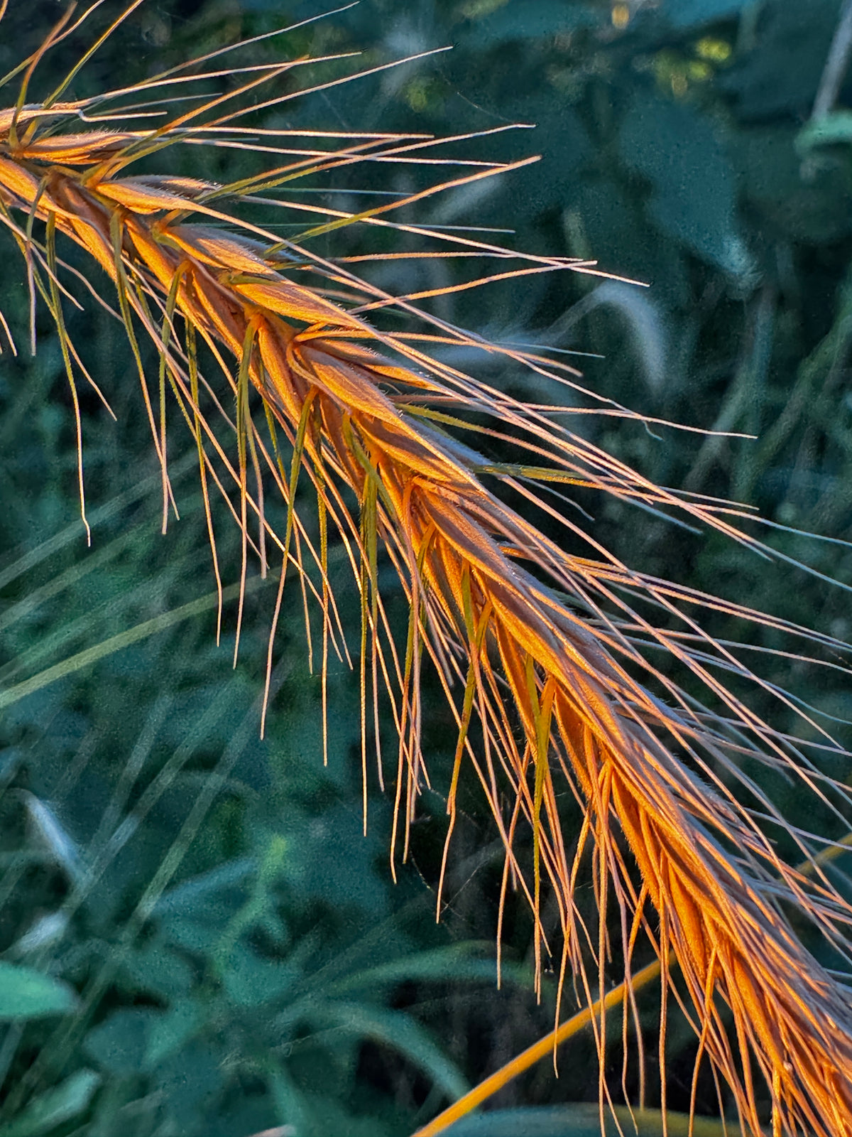 Silky Wild Rye (Elymus Villosus)