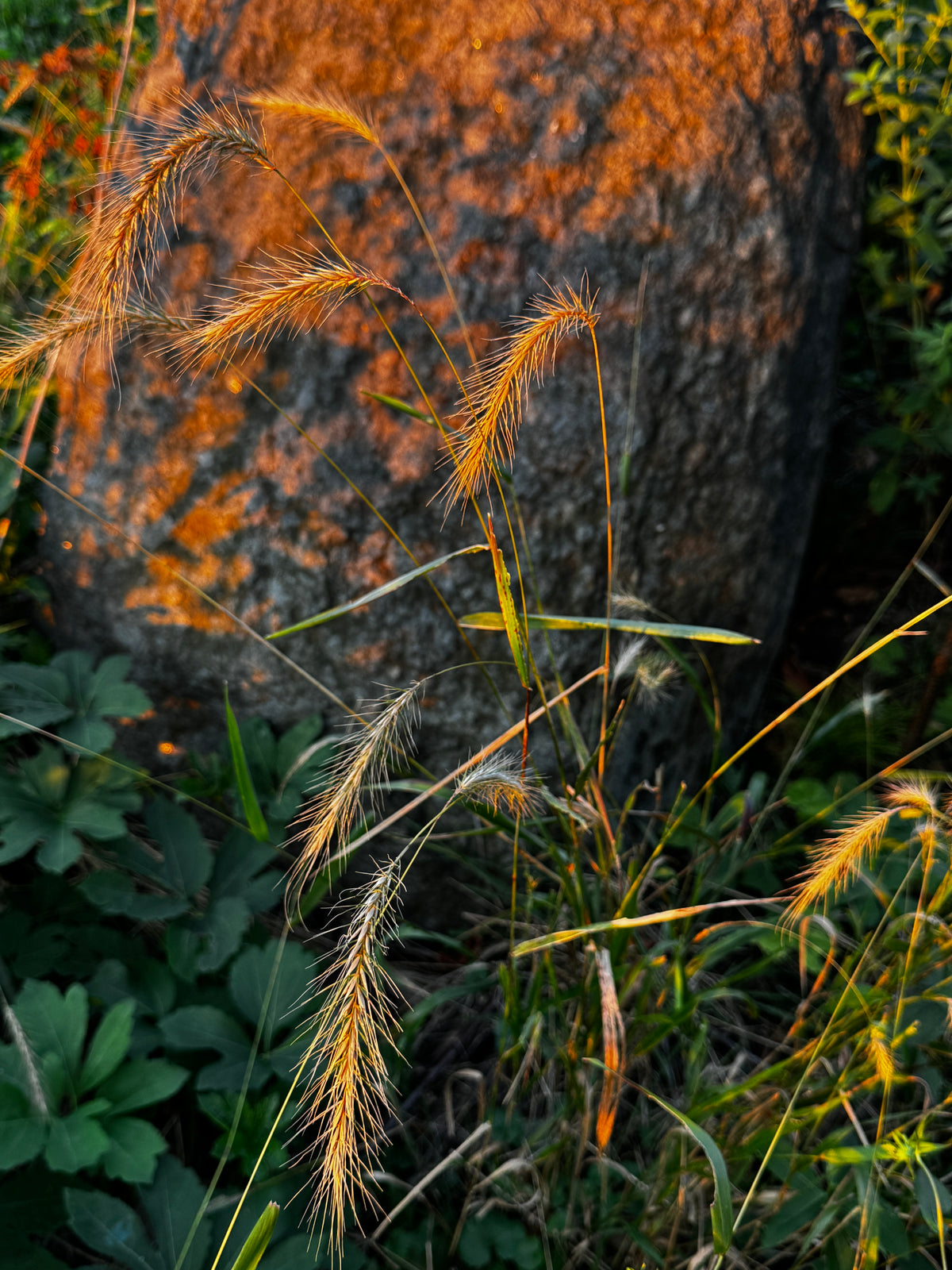 Silky Wild Rye (Elymus Villosus)