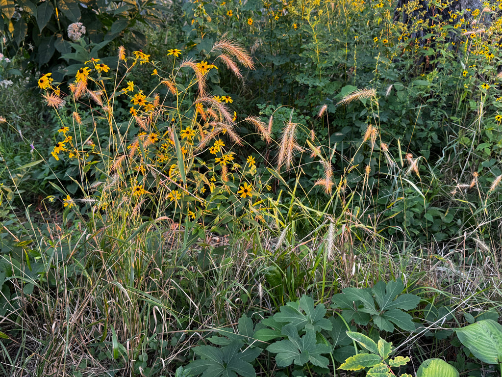 Silky Wild Rye (Elymus Villosus)
