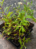 Fireweed (Chamaenerion Angustifolium)