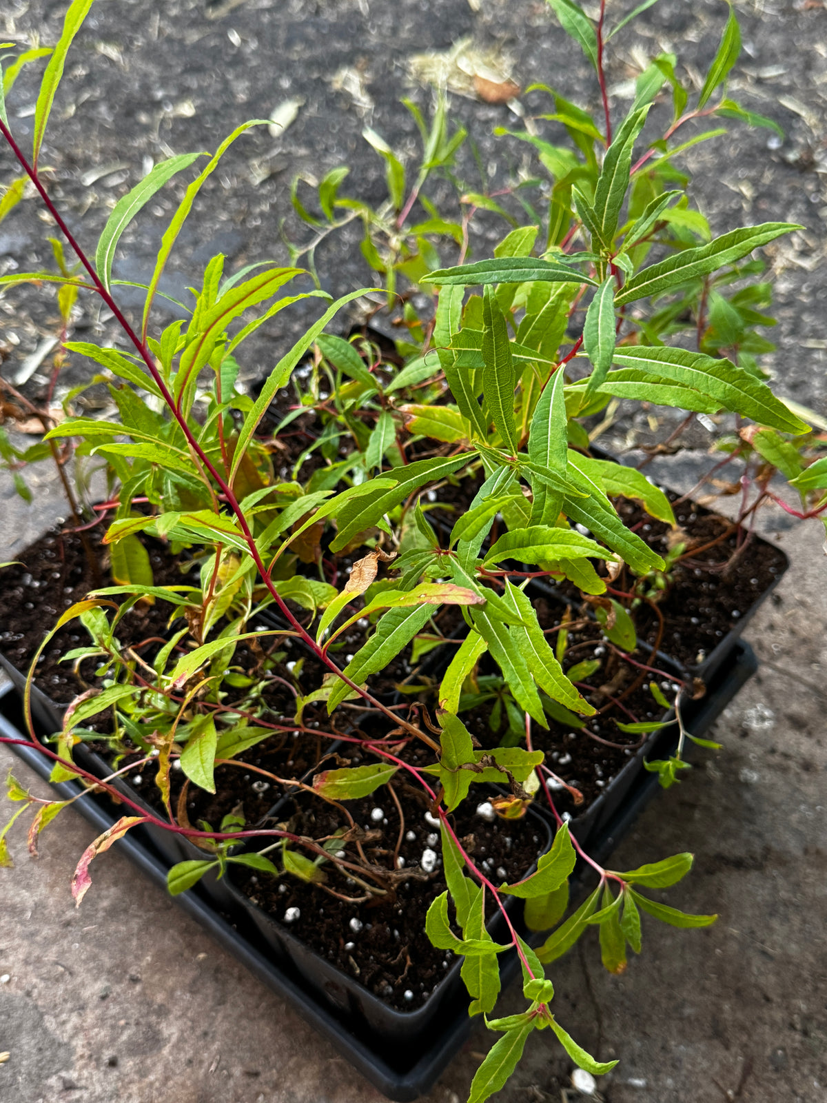 Fireweed (Chamaenerion Angustifolium)