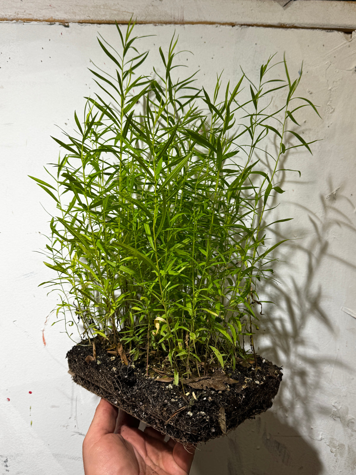 Grass-leaved Goldenrod (Euthamia Graminifolia)