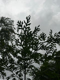 White Oak (Quercus Alba)