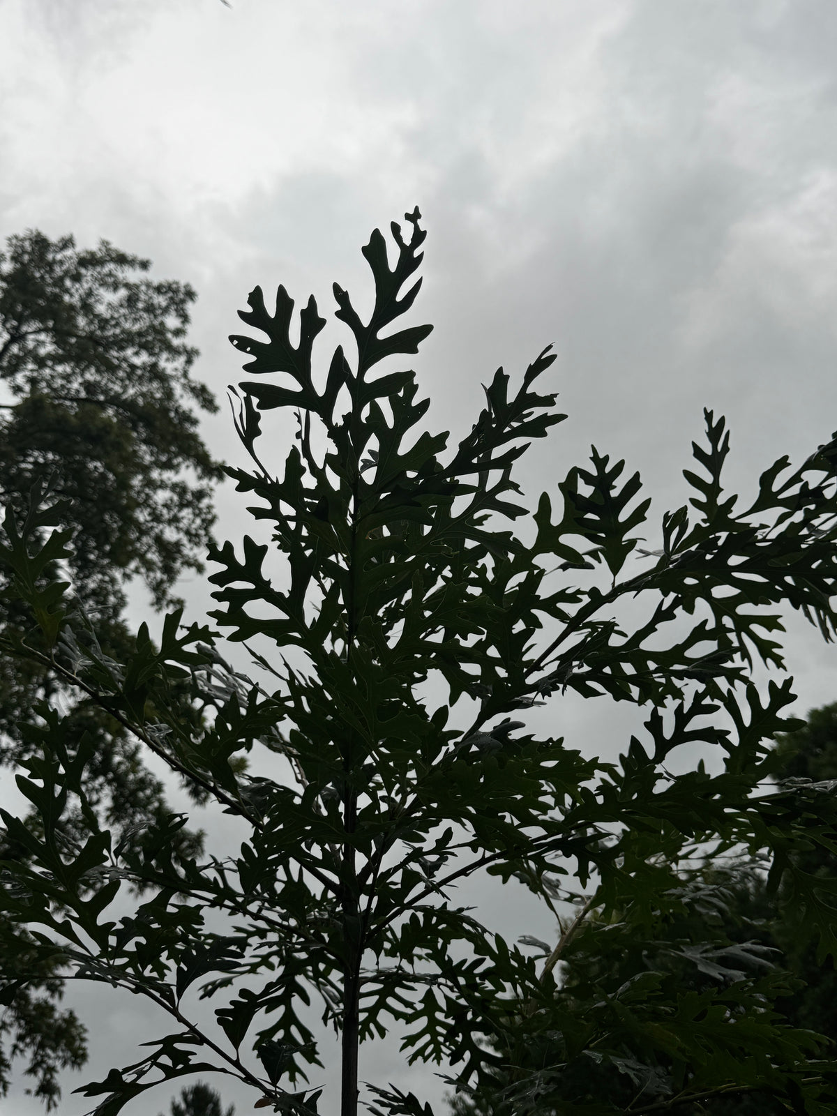 White Oak (Quercus Alba)