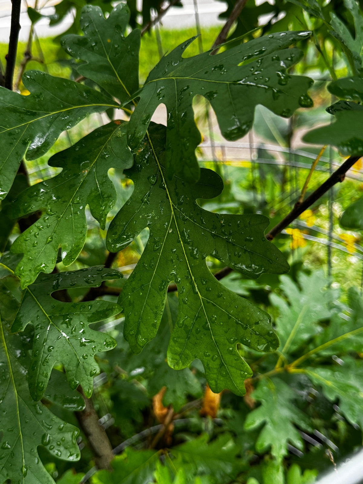 White Oak (Quercus Alba)