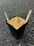 White Pine (Pinus Strobus)