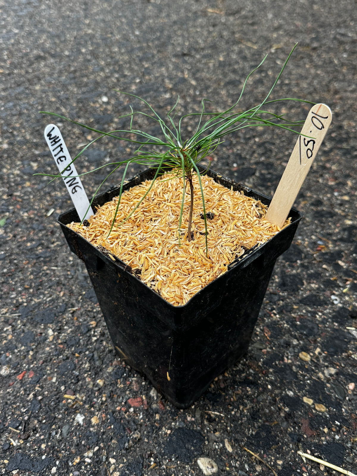 White Pine (Pinus Strobus)
