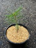 Red pine (Pinus resinosa)