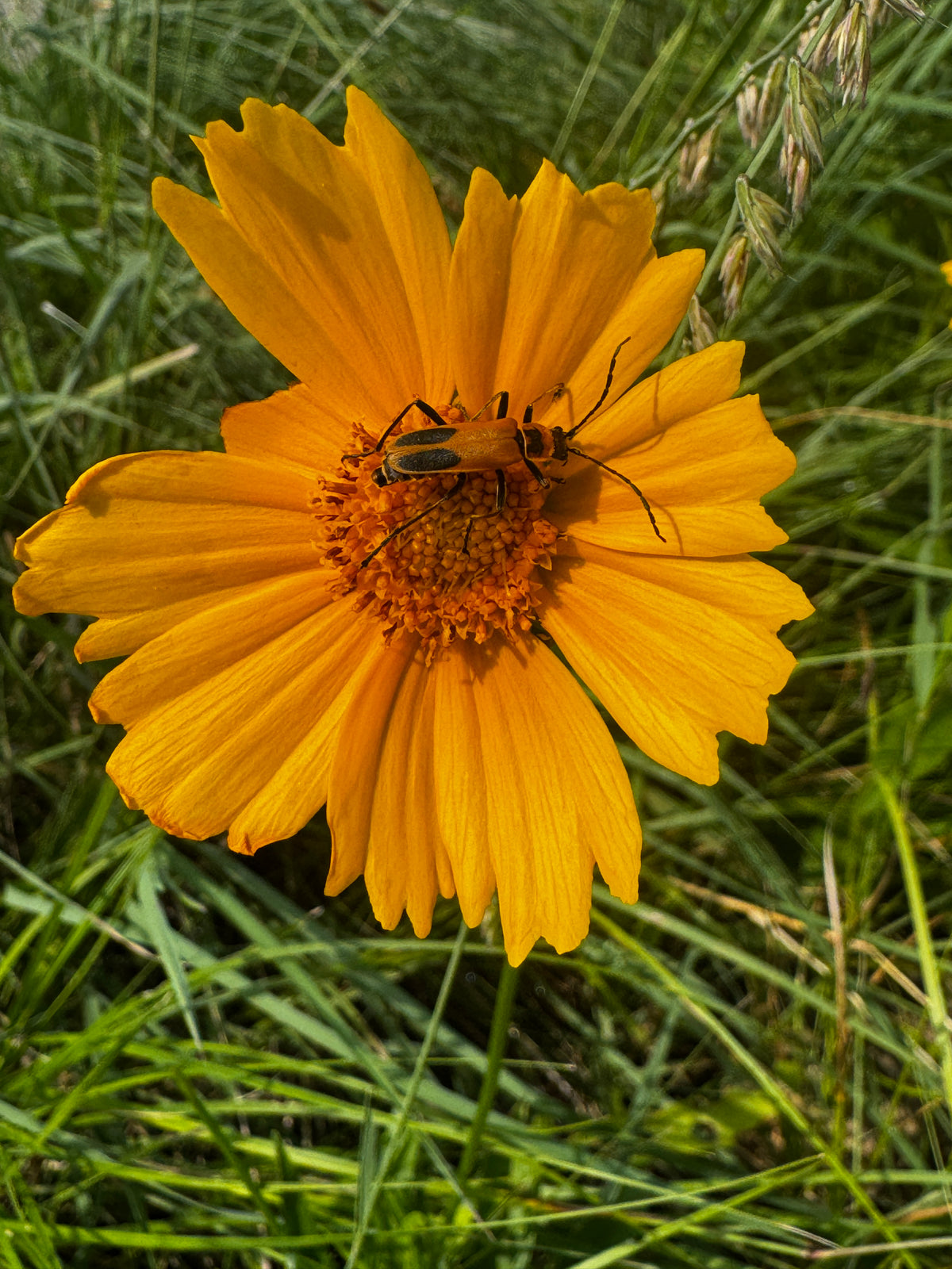 Lanceleaf Coreopsis (Coreopsis lanceolata)