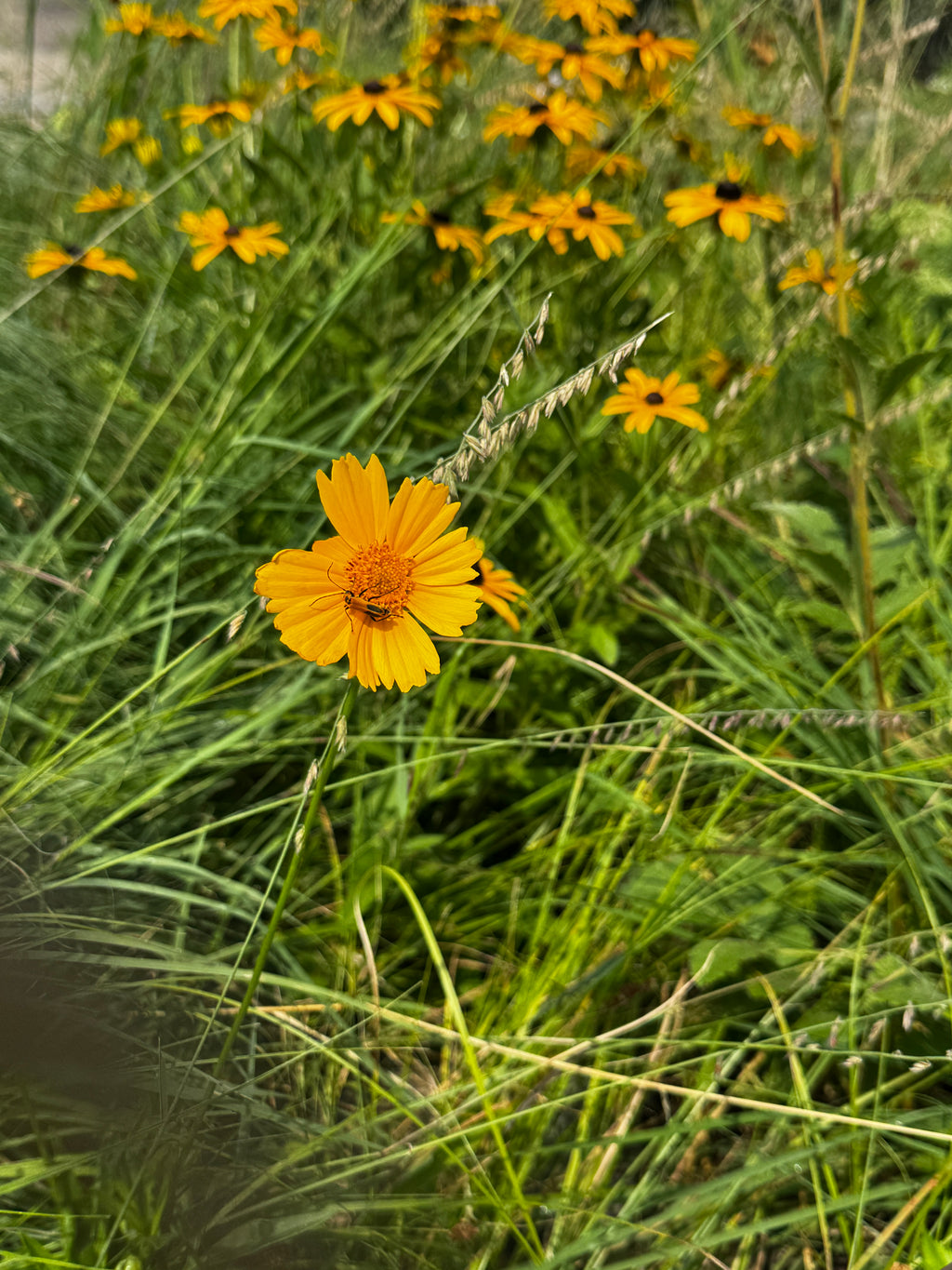 Lanceleaf Coreopsis (Coreopsis lanceolata)