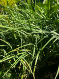 Common Blue-eyed Grass (Sisyrinchium albidum)