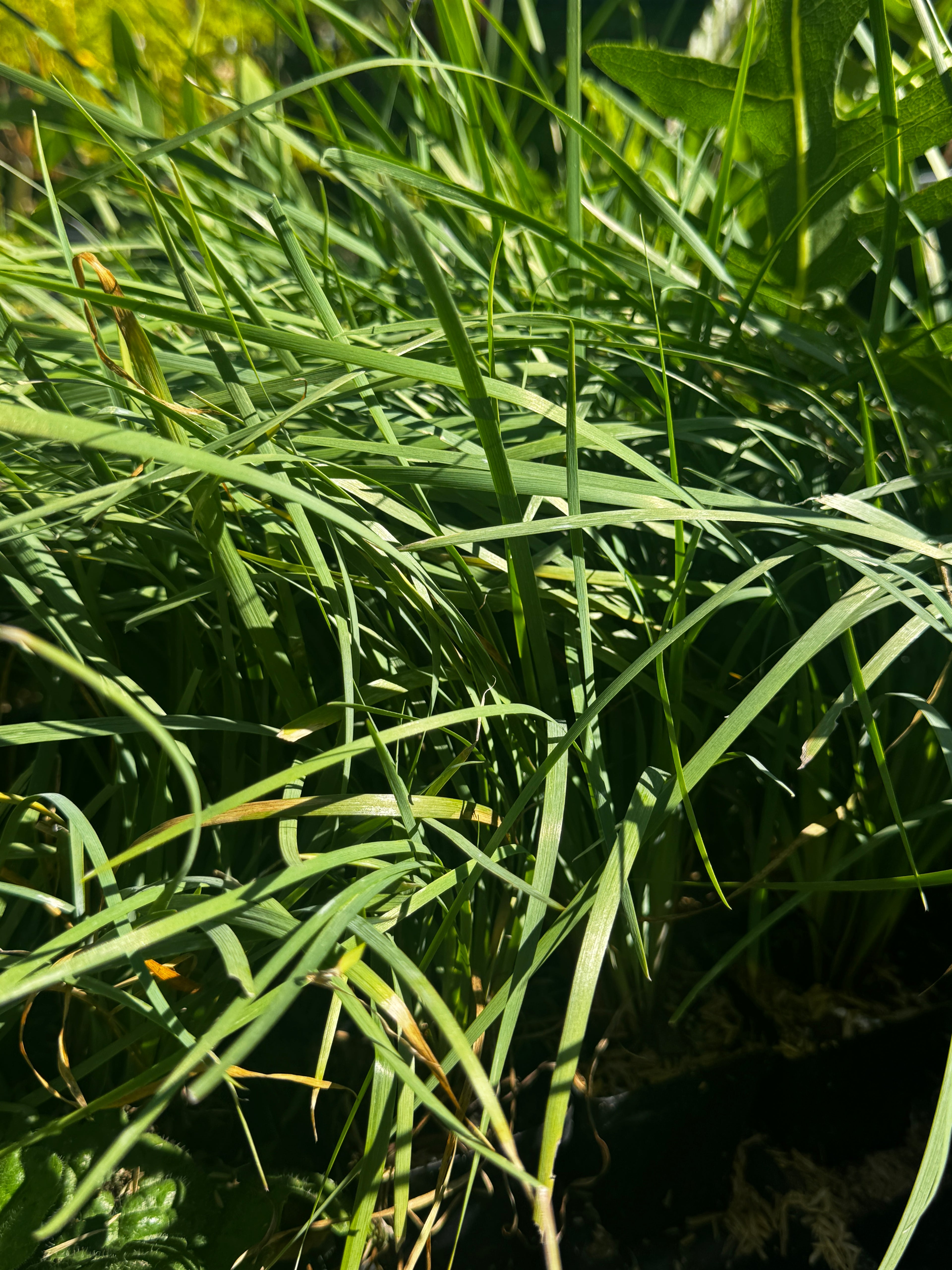 Common Blue-eyed Grass (Sisyrinchium albidum)