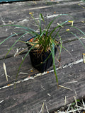 James' Sedge (Carex jamesii)