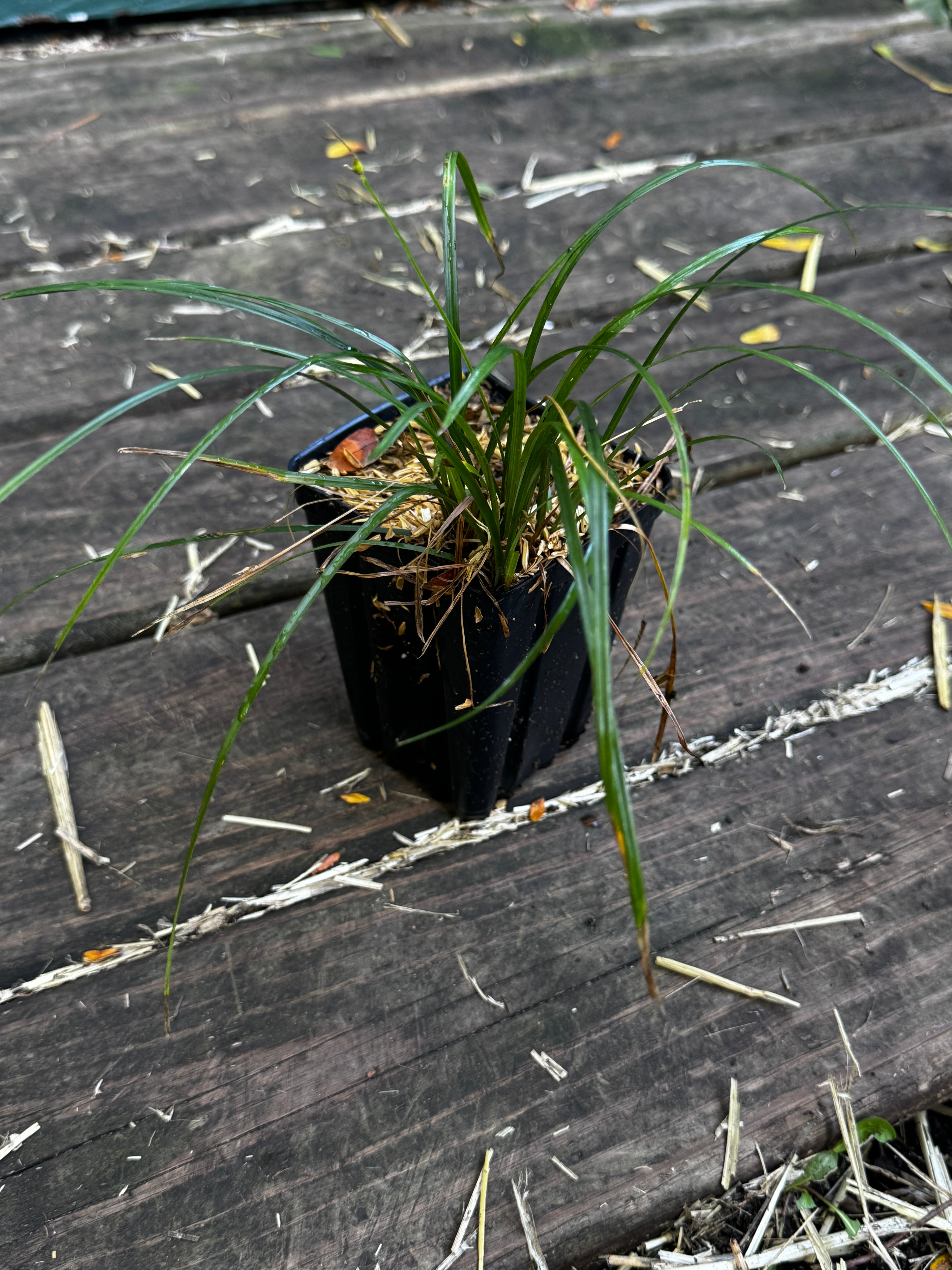 James' Sedge (Carex jamesii)