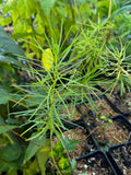 Arkansas Bluestar (Amsonia hubrichtii)