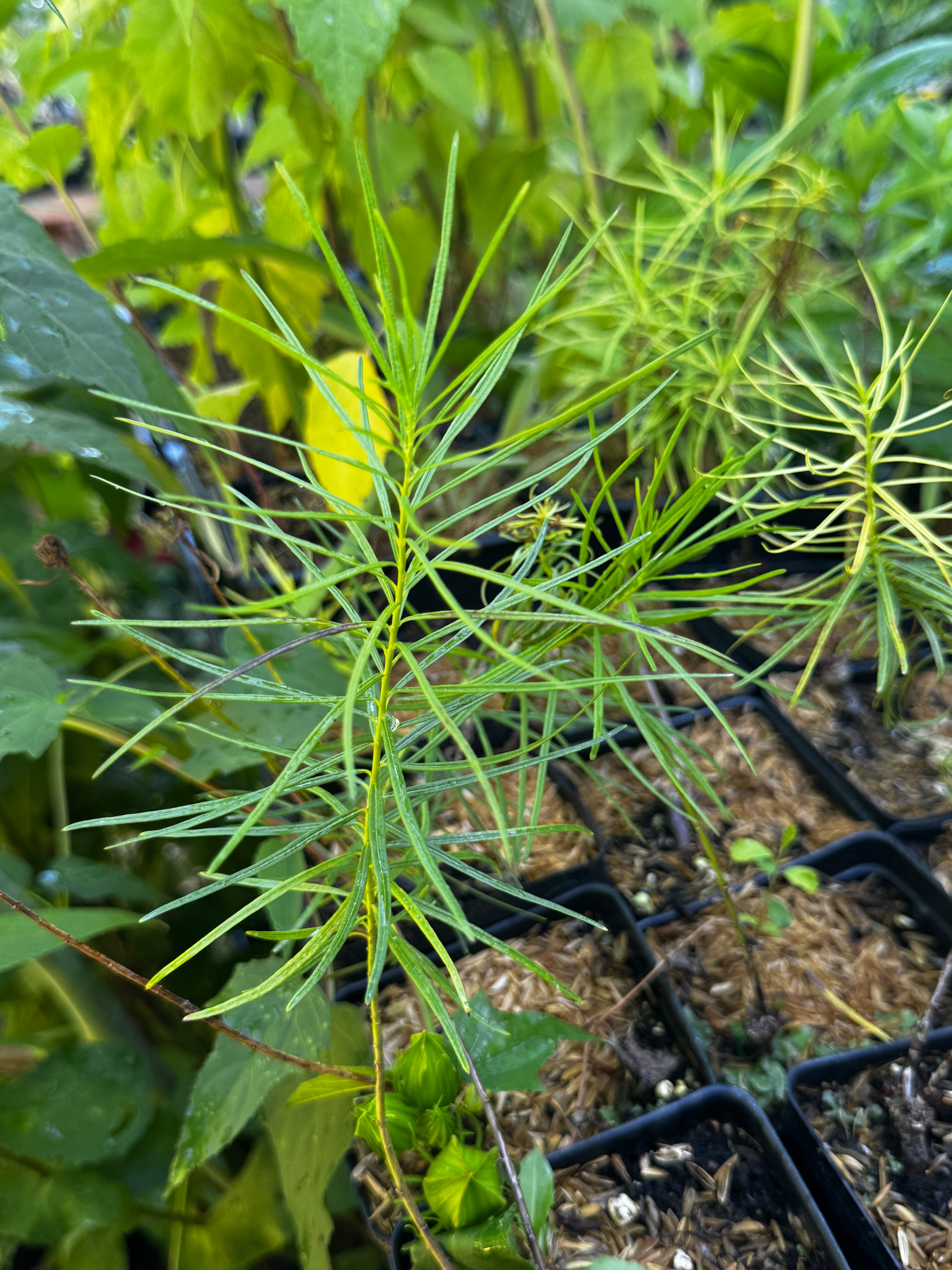 Arkansas Bluestar (Amsonia hubrichtii)