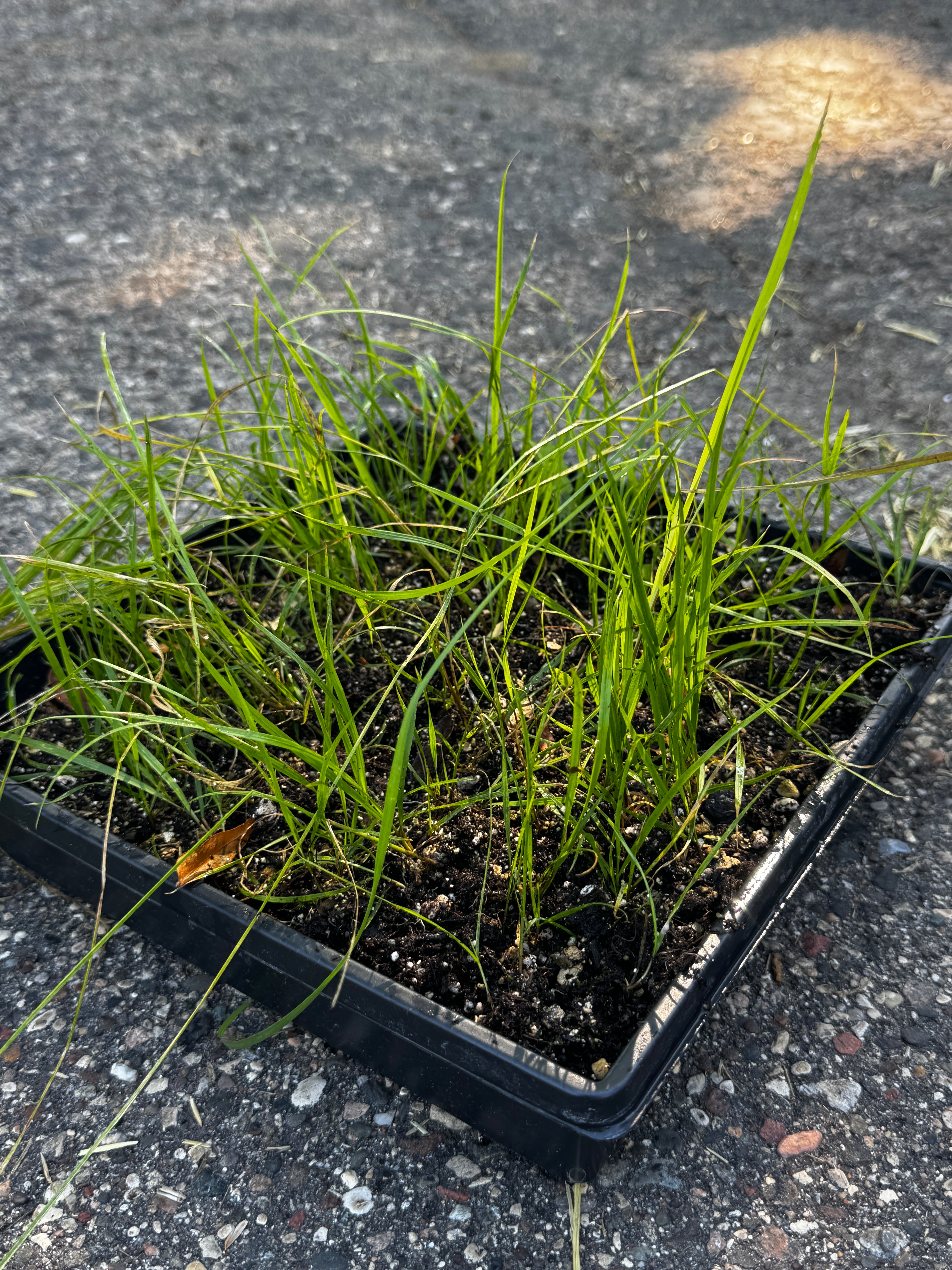 False Melic (Schizachne purpurascens)