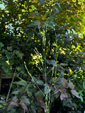 Fowl Manna Grass (Glyceria striata)