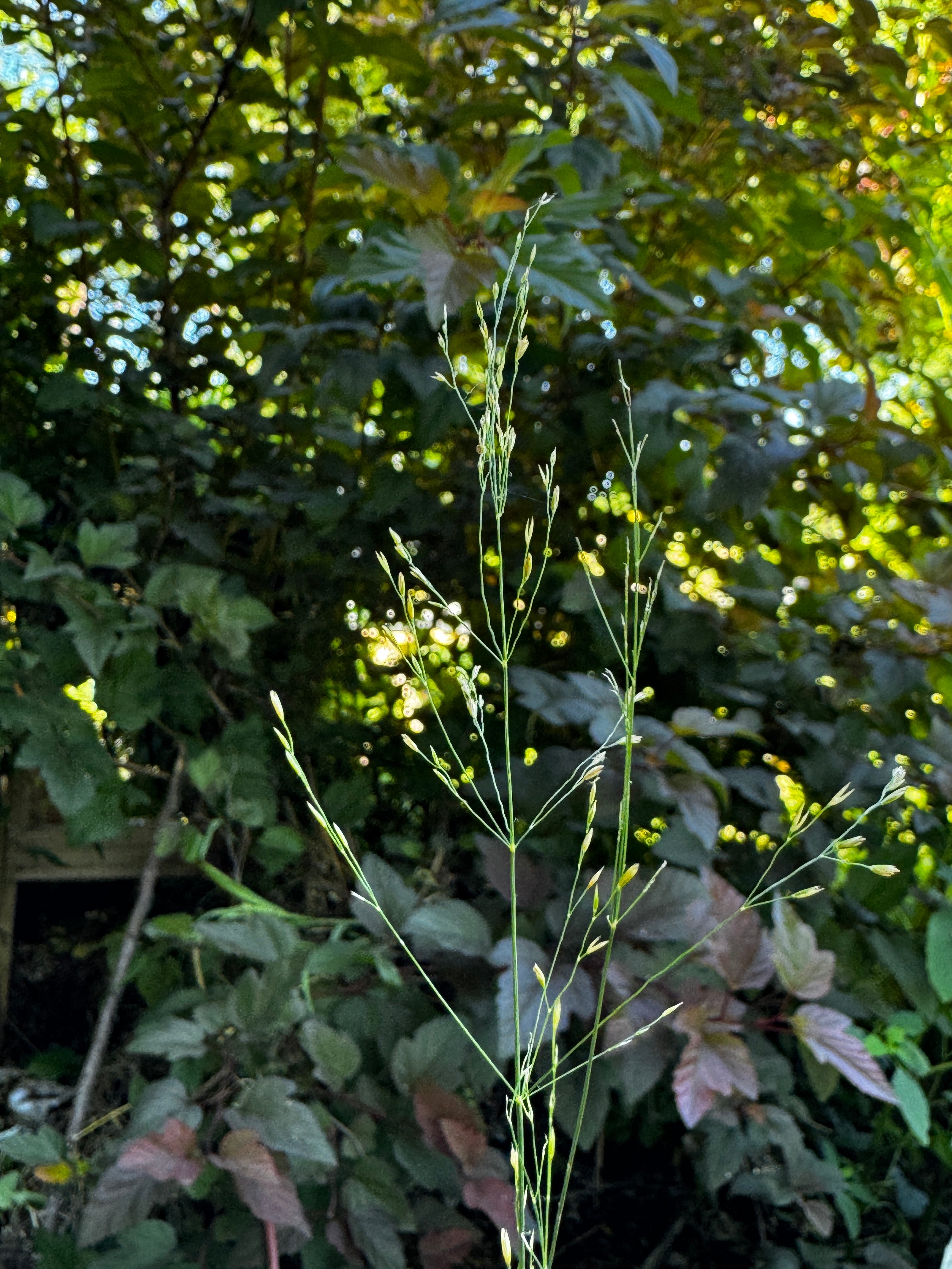 Fowl Manna Grass (Glyceria striata)