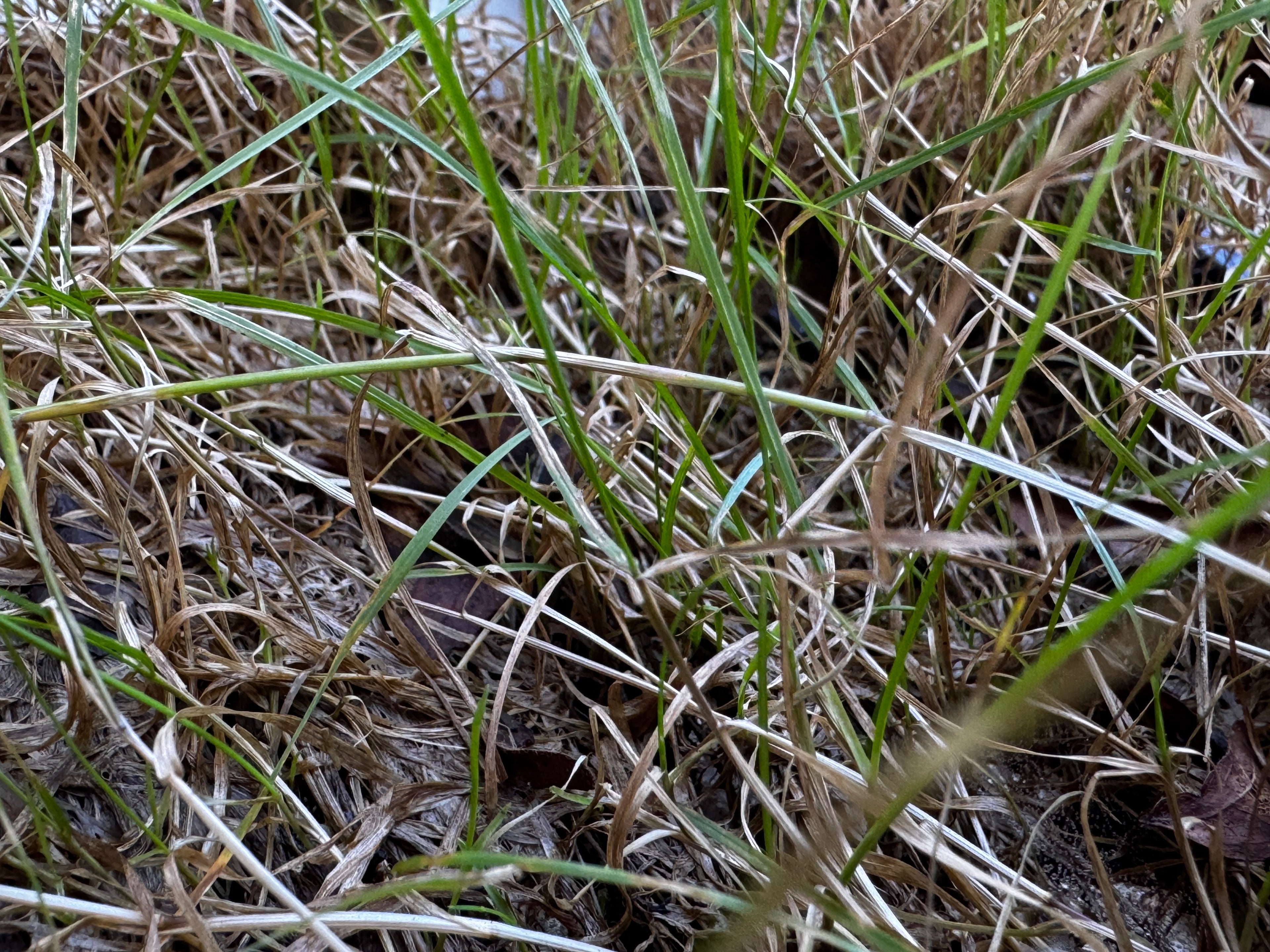 Fowl Manna Grass (Glyceria striata)