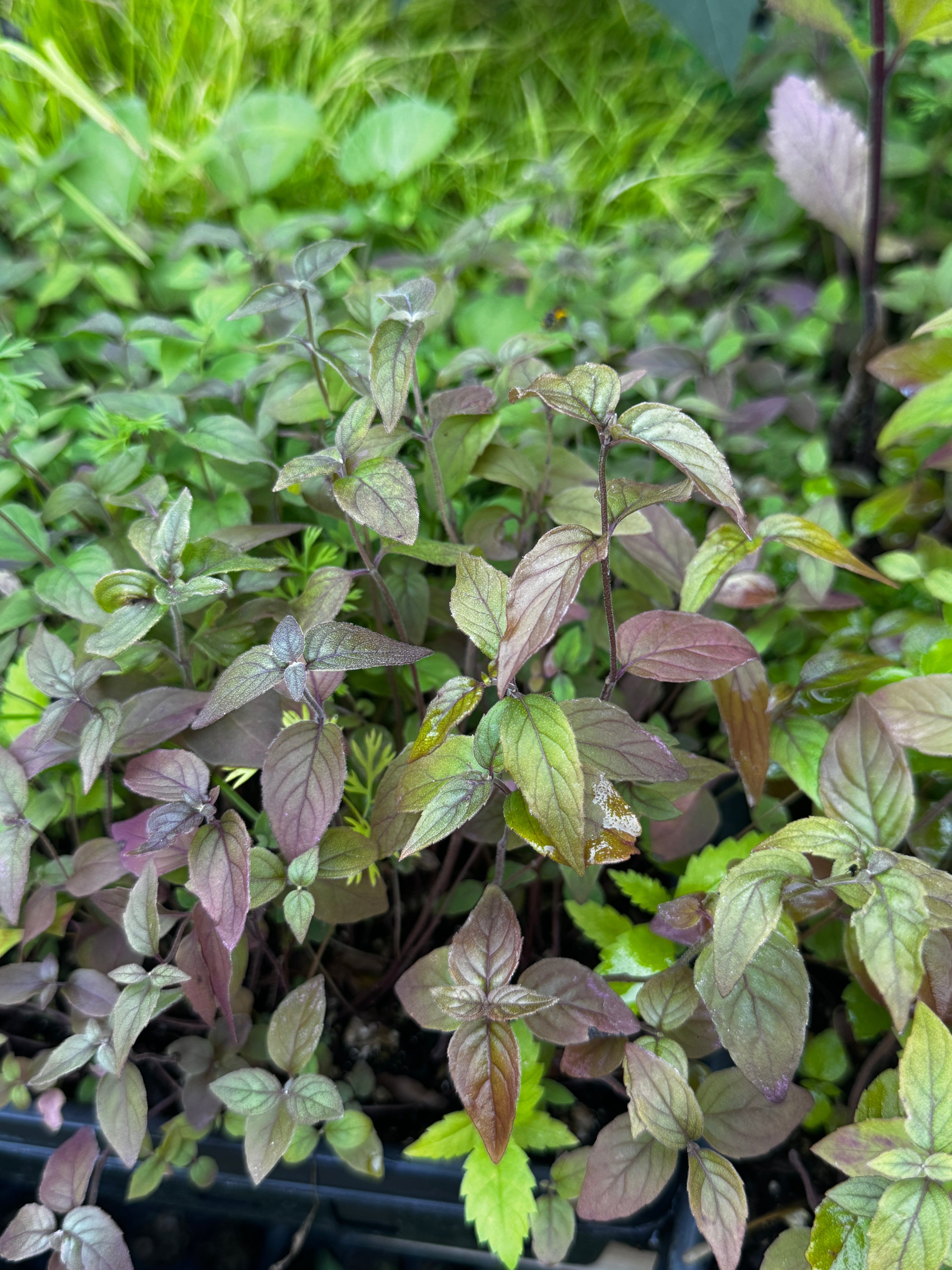 Hoary Mountain Mint (Pycnanthemum incanum)
