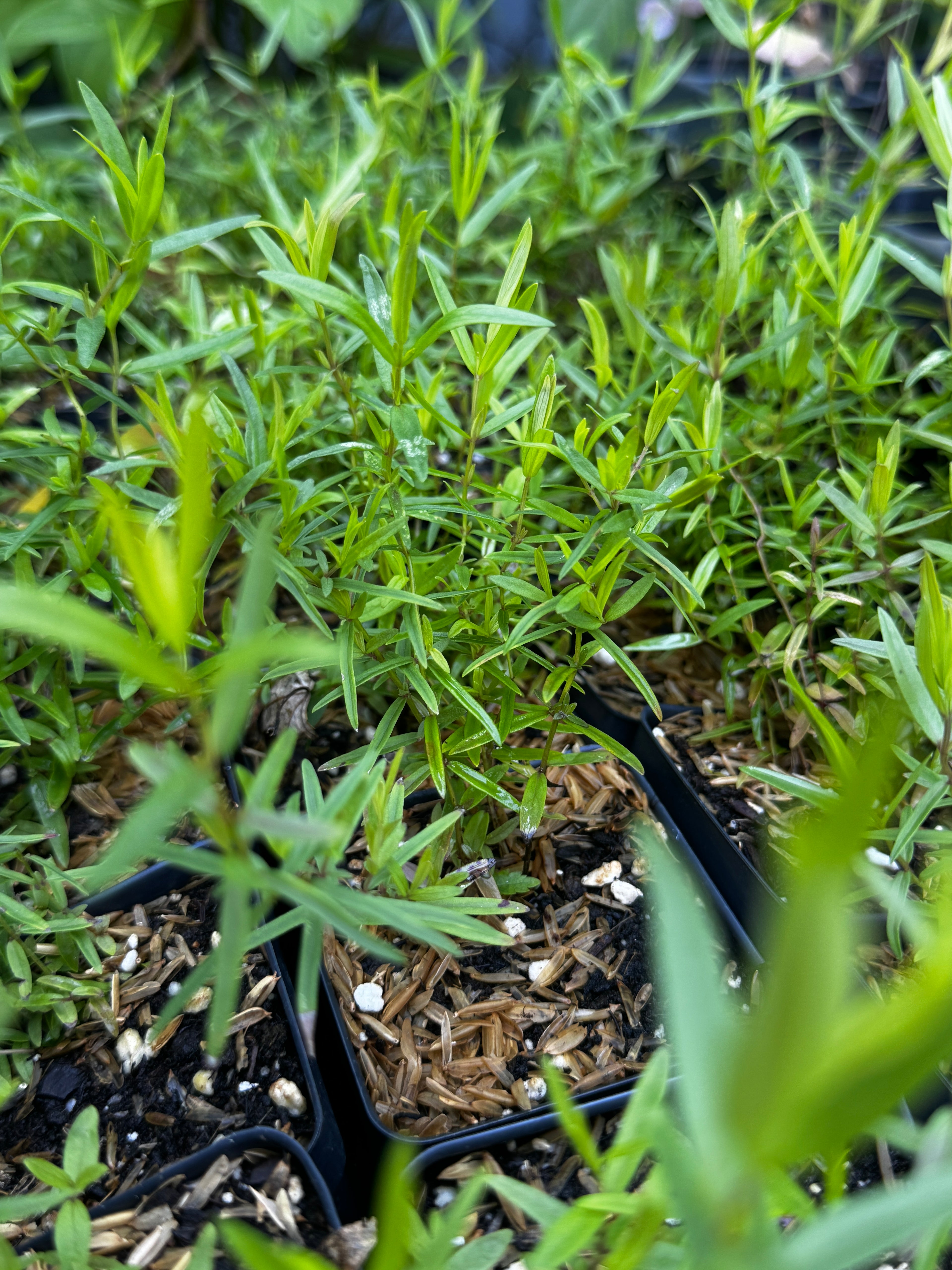 Narrow-leaf Mountain Mint (Pycnanthemum tenuifolium)
