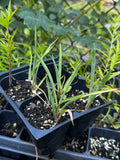 Soapweed (Yucca glauca)