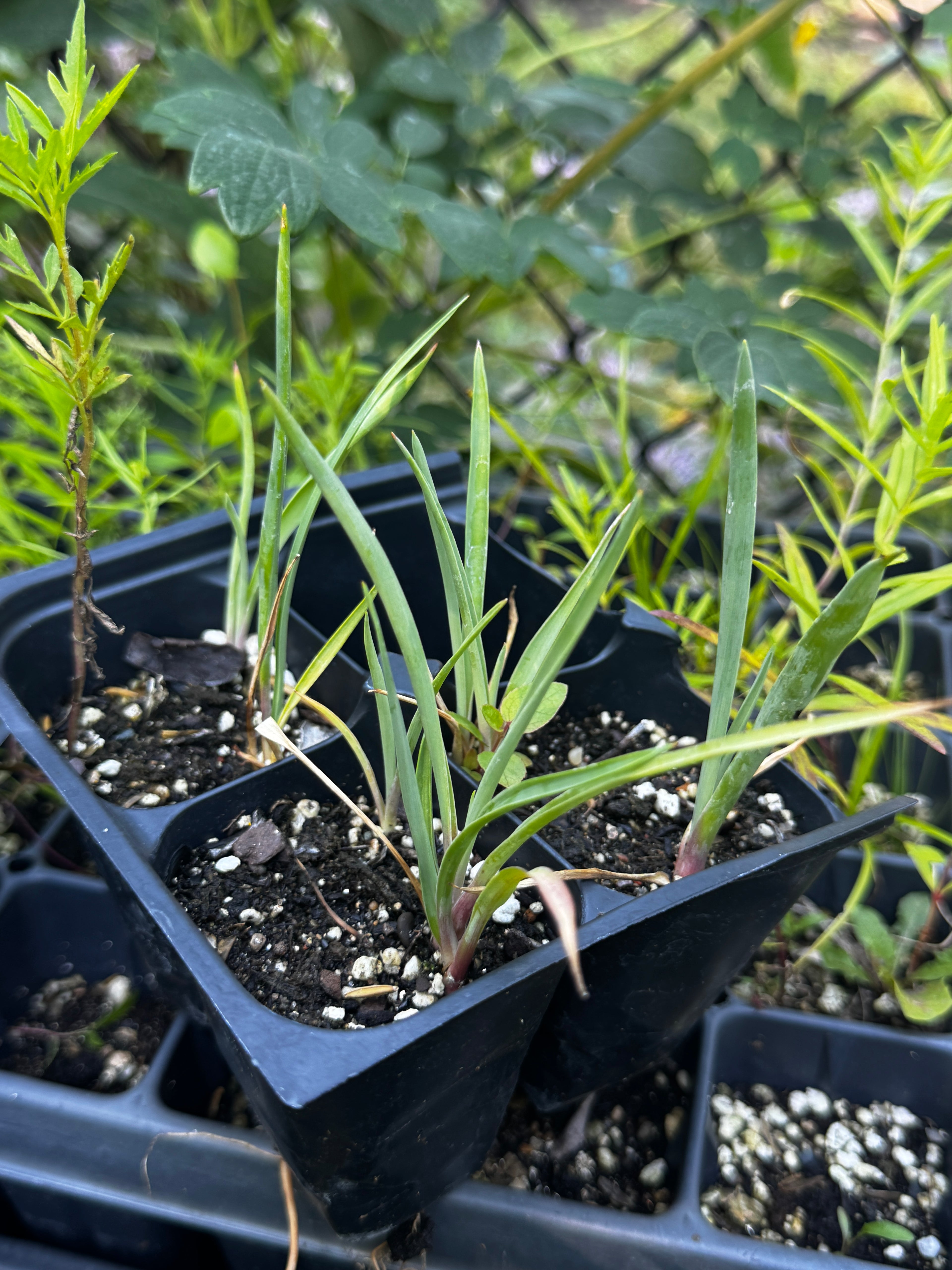 Soapweed (Yucca glauca)