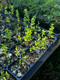 Small Yellow Wild Indigo (Baptisia tinctoria)