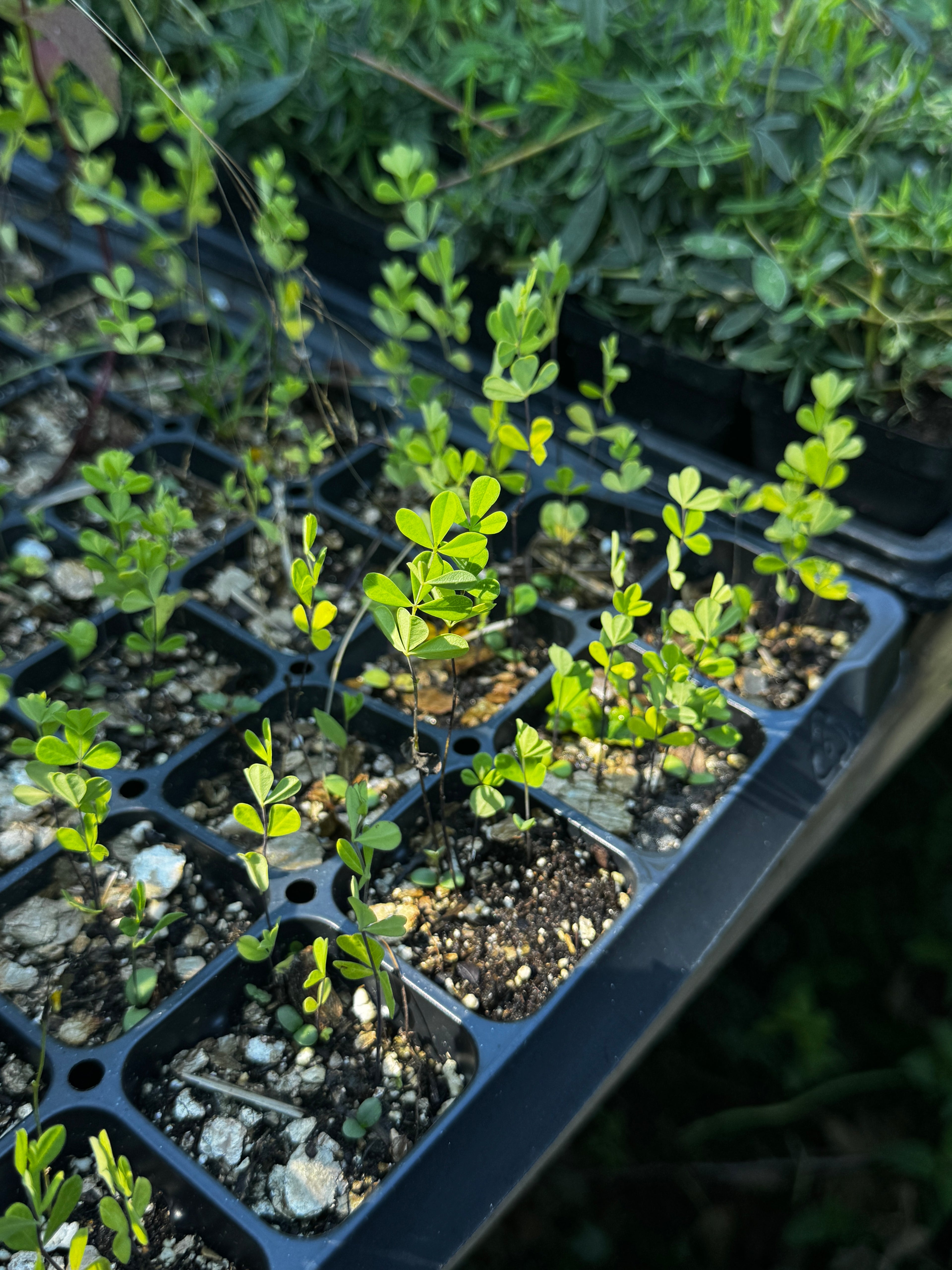 Small Yellow Wild Indigo (Baptisia tinctoria)