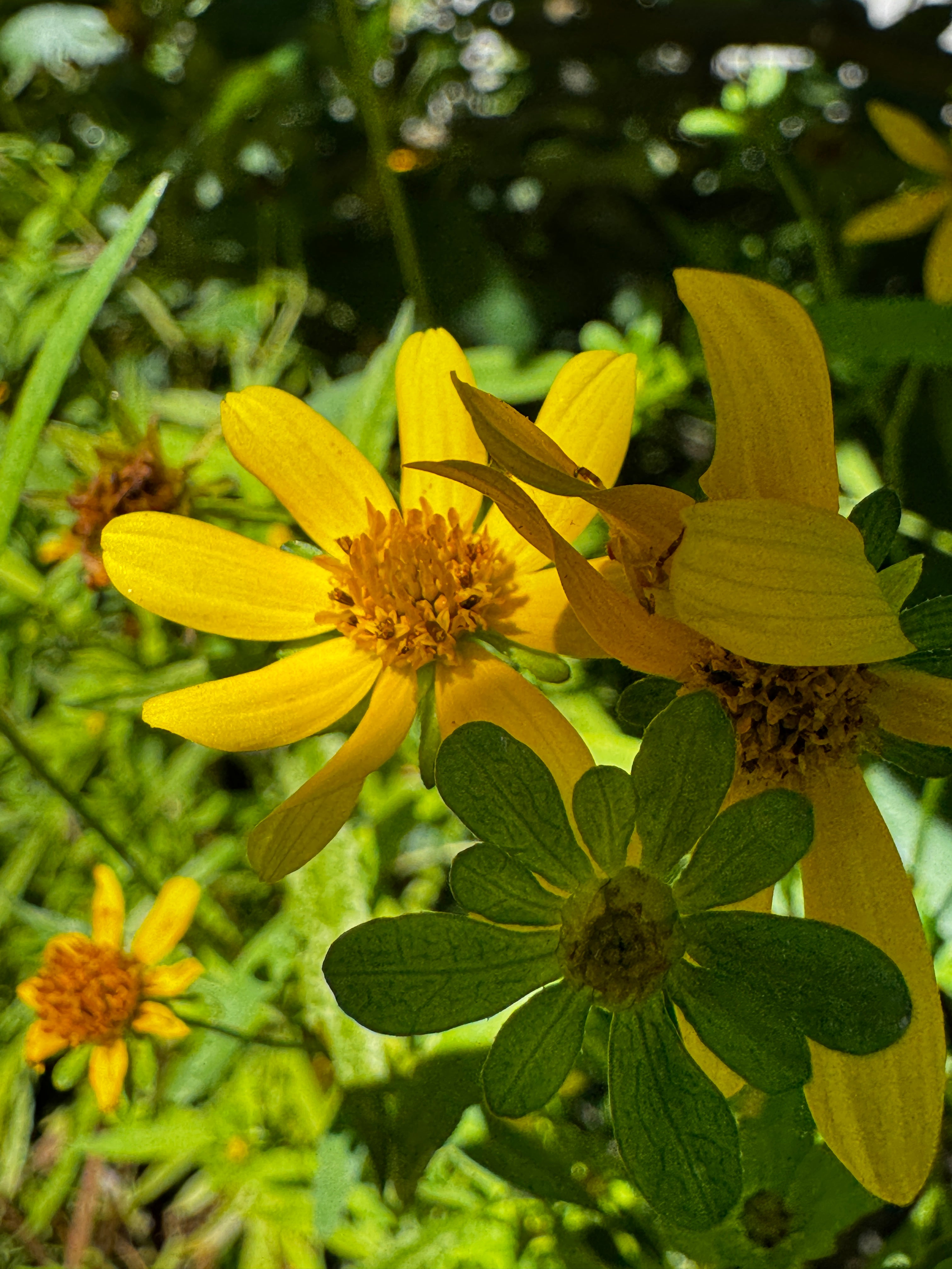 Crowned Beggarticks (Bidens trichosperma)