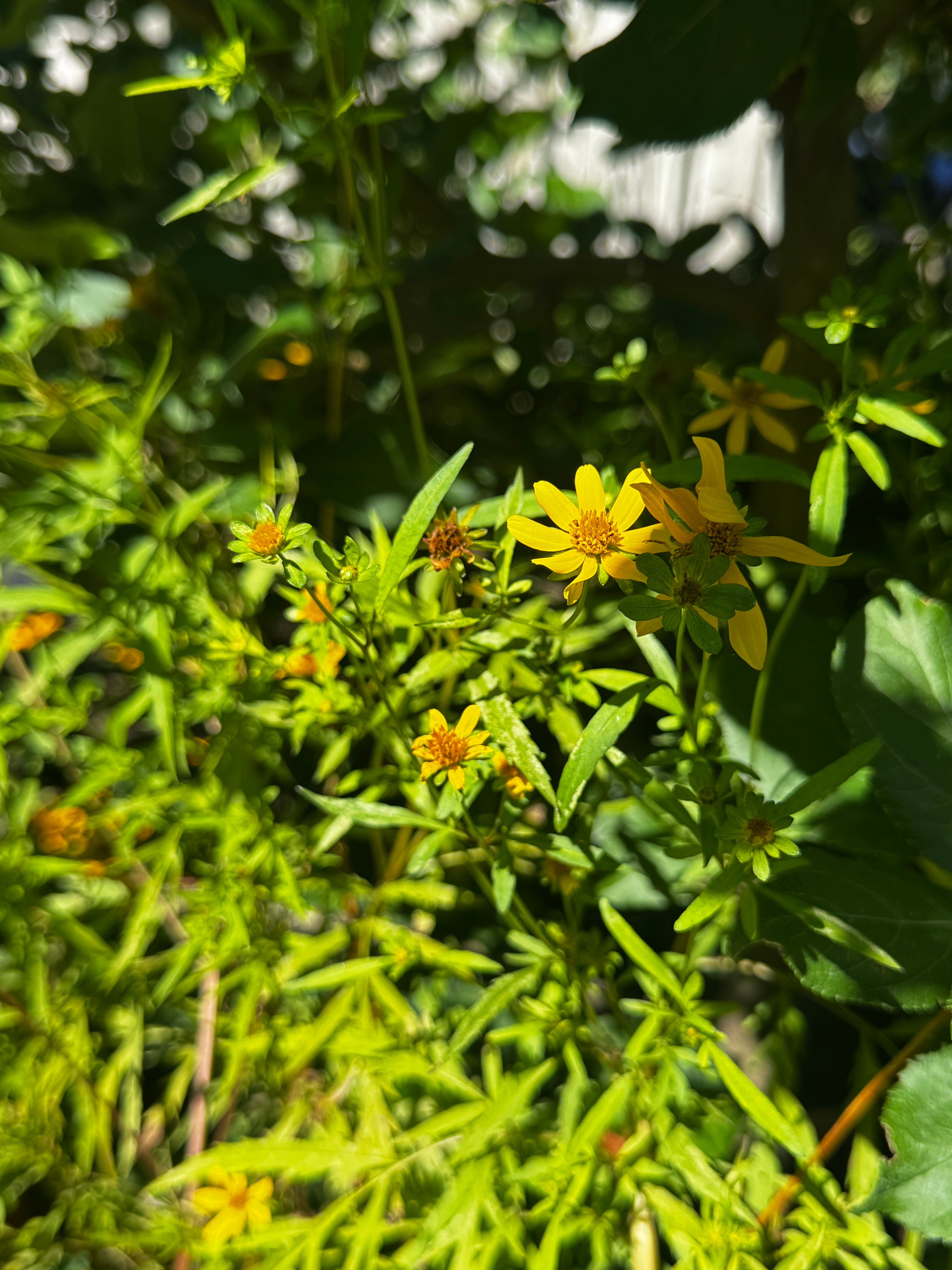 Crowned Beggarticks (Bidens trichosperma)