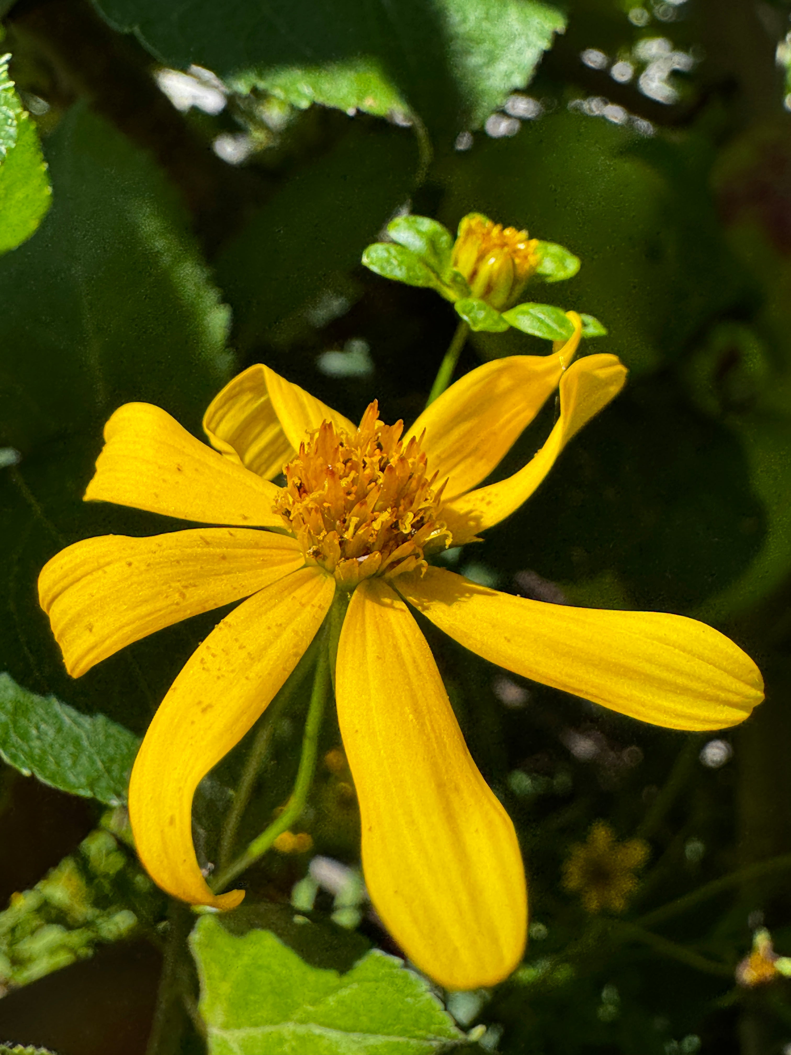 Crowned Beggarticks (Bidens trichosperma)
