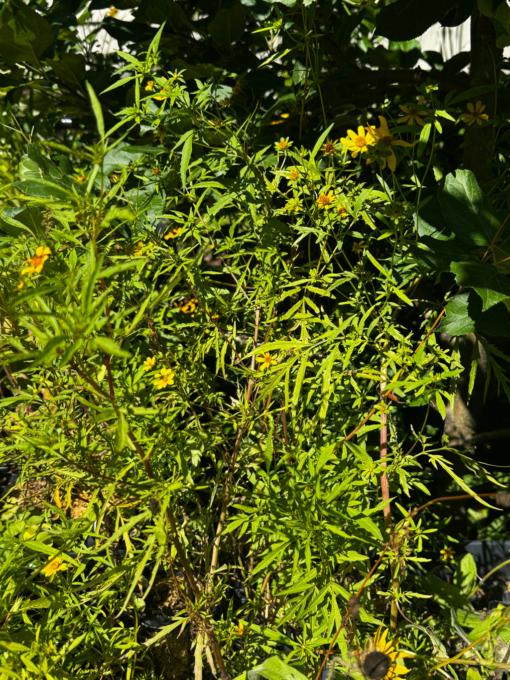 Crowned Beggarticks (Bidens trichosperma)