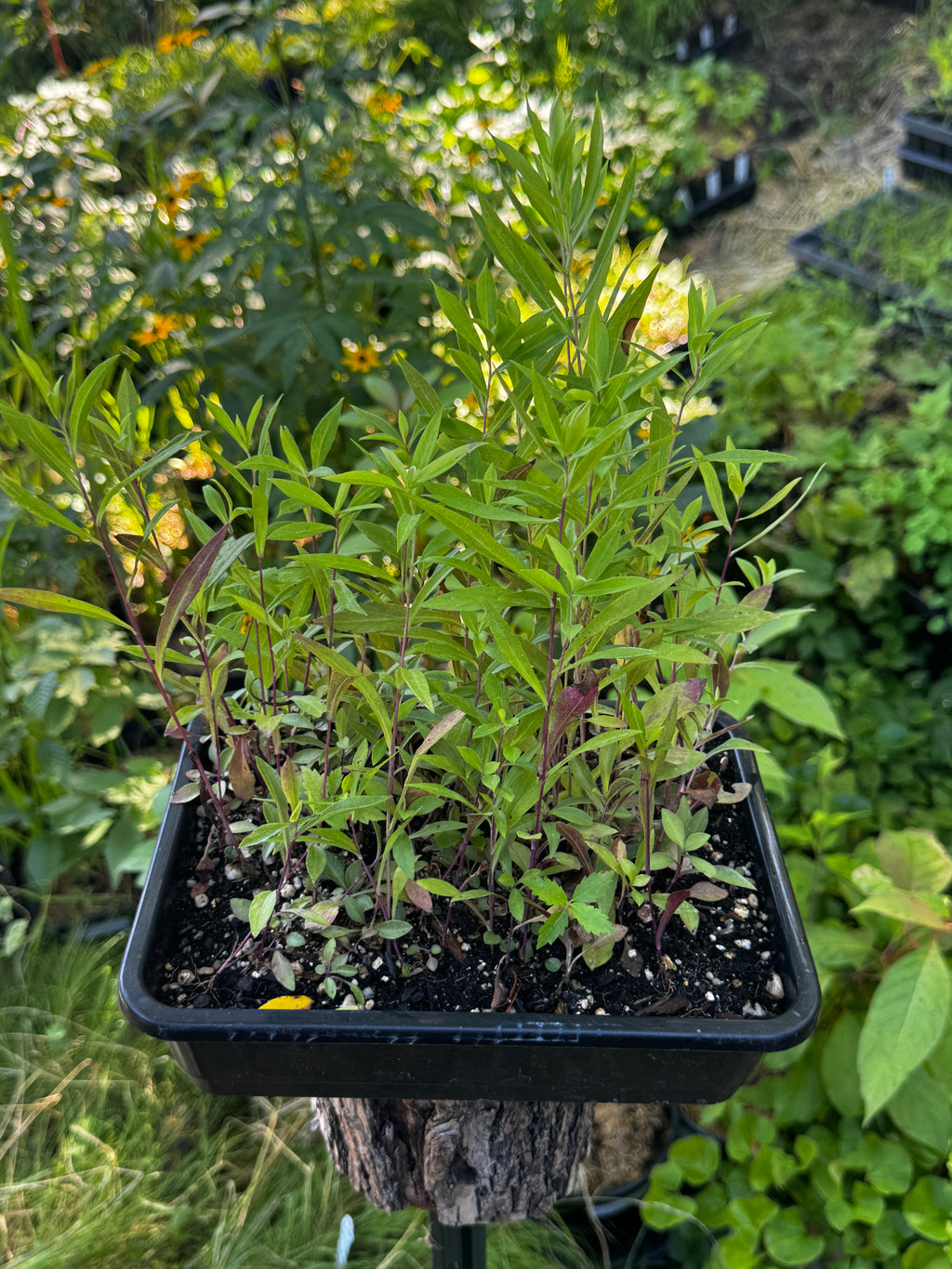 Willow Aster (Symphyotrichum praealtum)