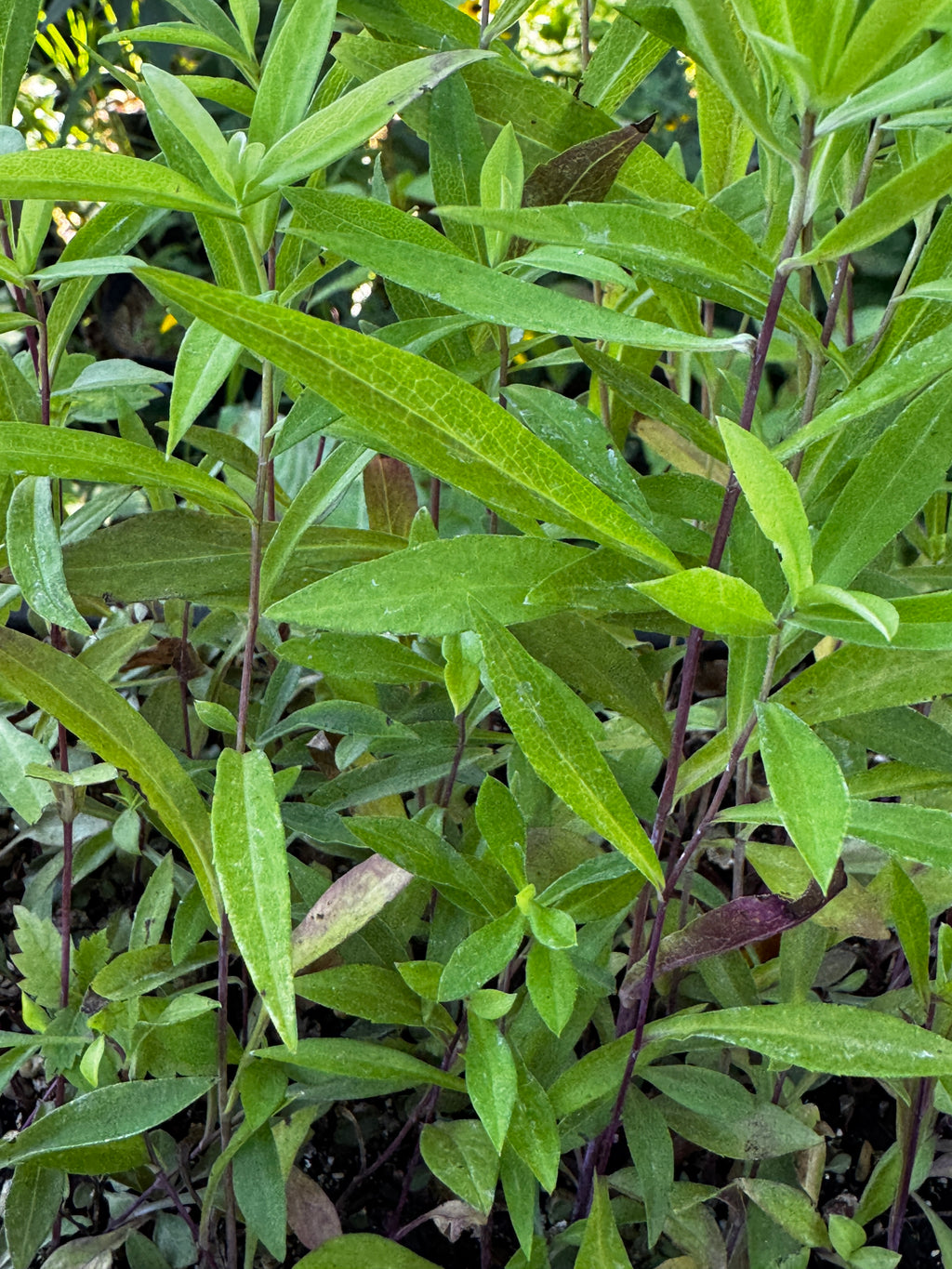 Willow Aster (Symphyotrichum praealtum)