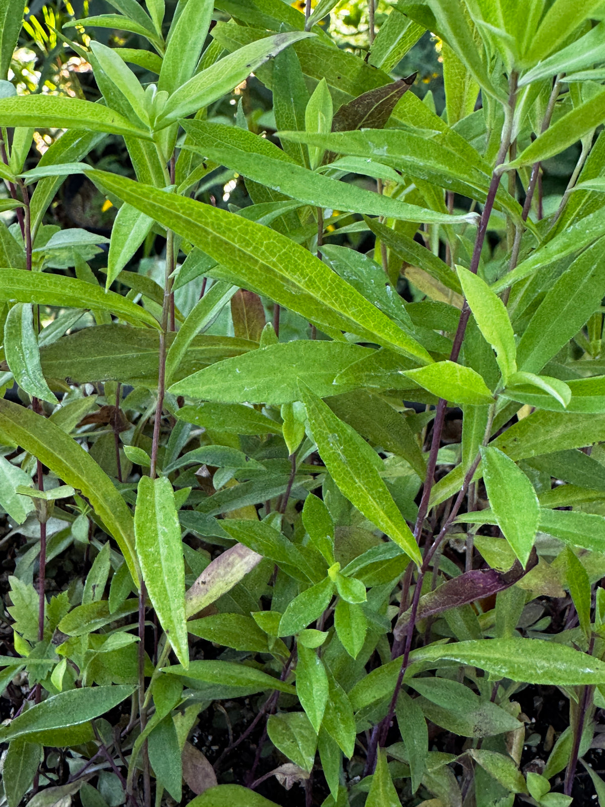 Willow Aster (Symphyotrichum praealtum)