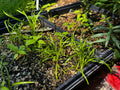 Davis' Sedge (Carex davisii)