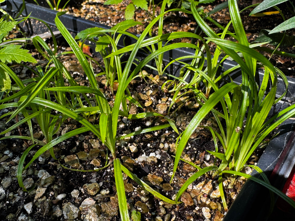 Davis' Sedge (Carex davisii)