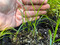 Crowfoot Sedge (Carex Crus-Corvi)