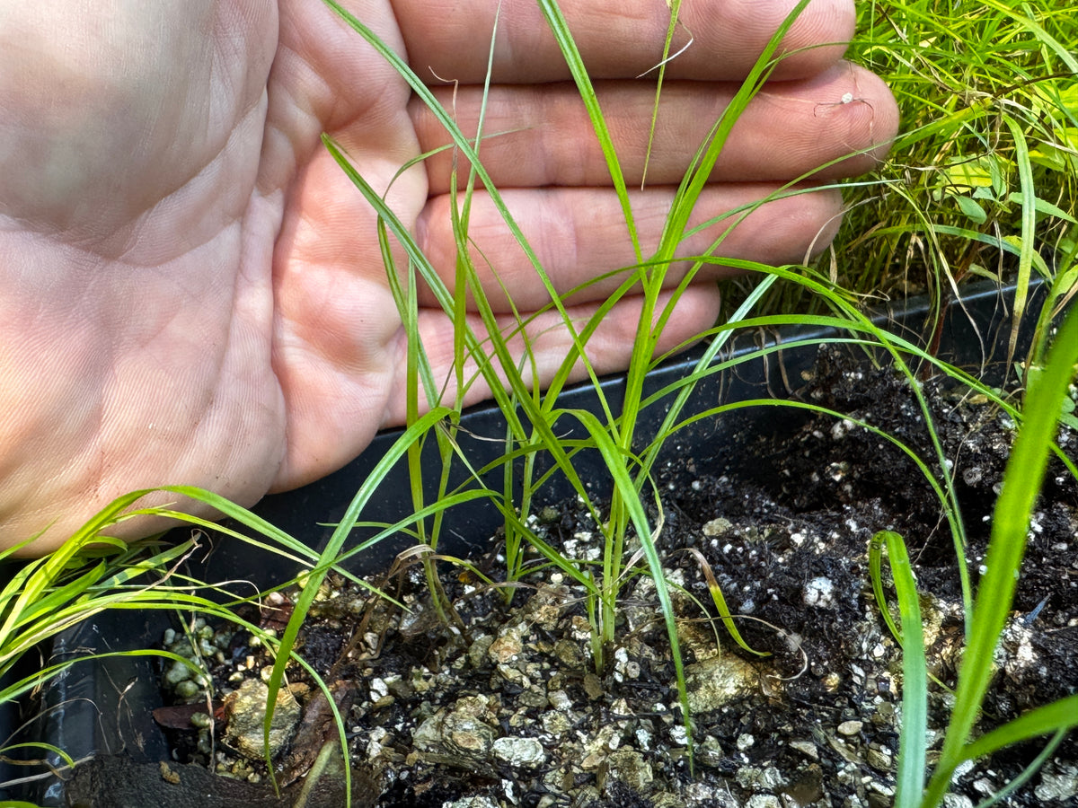 Crowfoot Sedge (Carex Crus-Corvi)