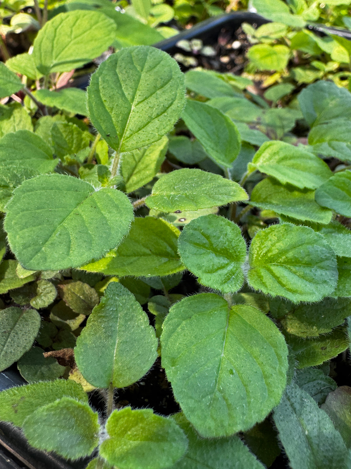 Downy Wood Mint (Blephilia ciliata)