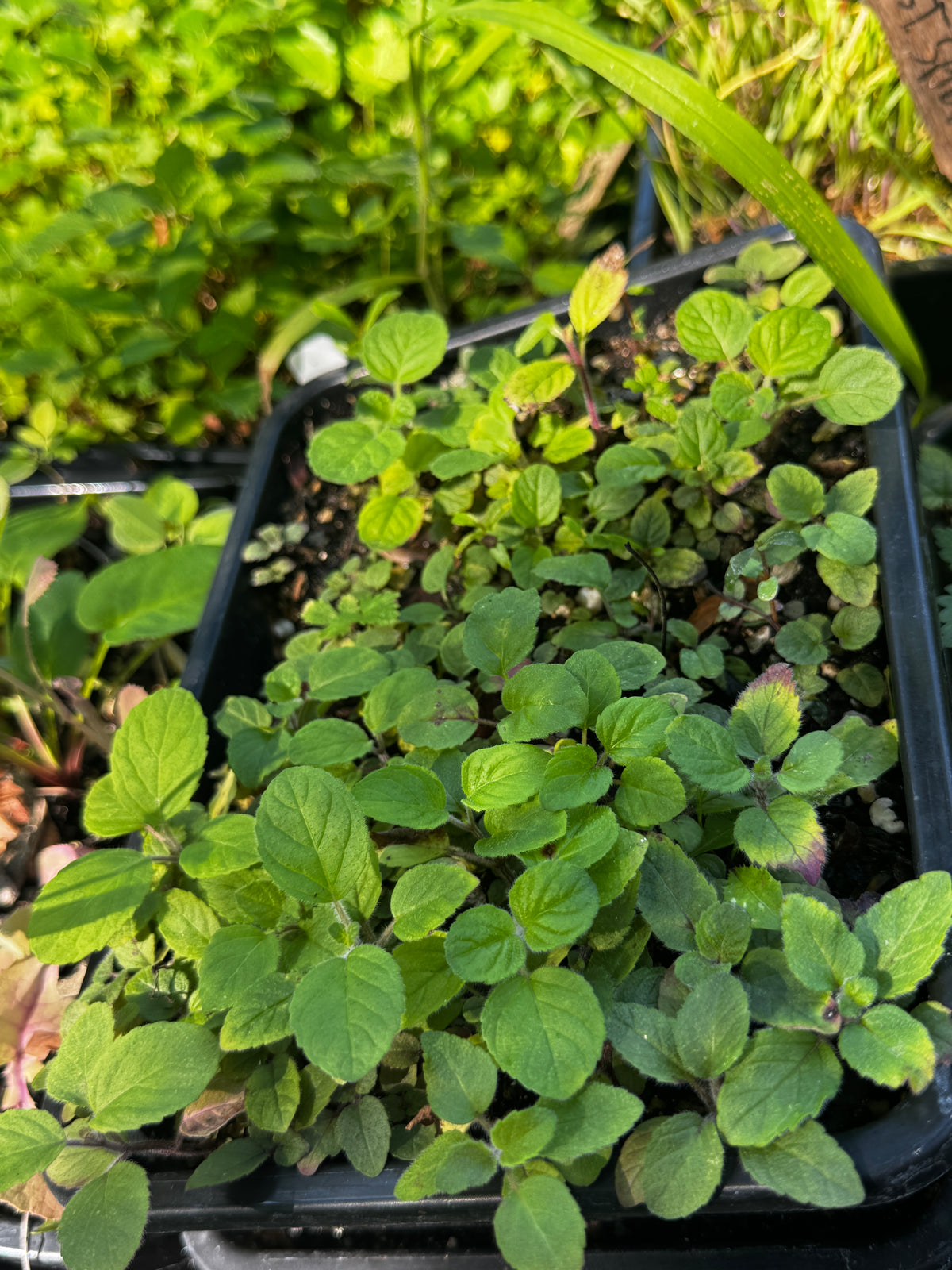Downy Wood Mint (Blephilia ciliata)