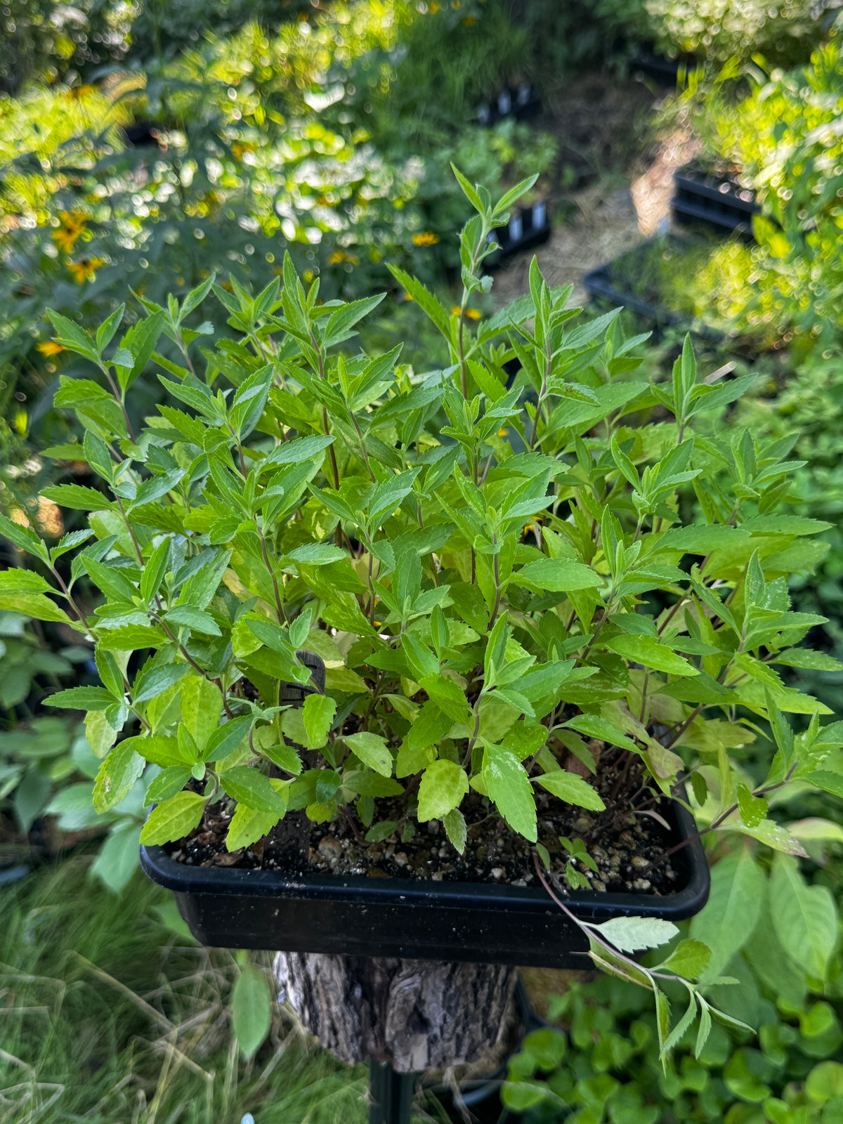 Late Boneset (Eupatorium serotinum)