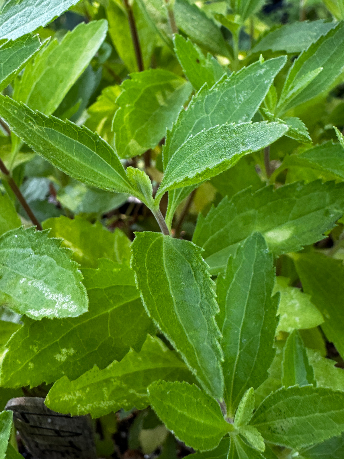 Late Boneset (Eupatorium serotinum)