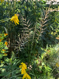 Bottlebrush Grass (Elymus hystrix)