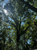 Burr Oak (Quercus macrocarpa)